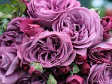 Edmunds' Roses Plum Perfect Floribunda