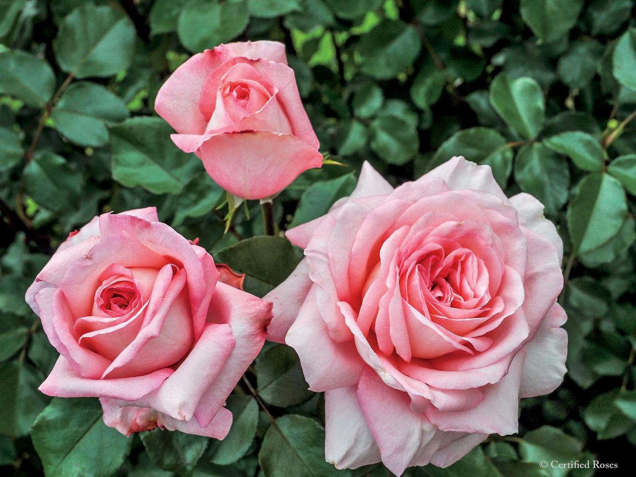 Growing Hybrid Tea Roses for Cutting – Fafard