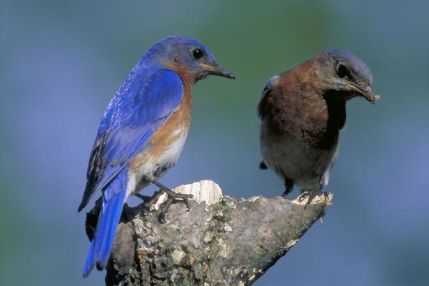 Male And Female Eastern Bluebird