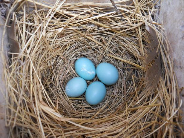 Bird Nest With Eggs
