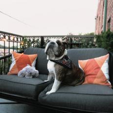Gray Outdoor Sofa With Dog