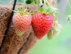 "Close up of patio strawberries, growing in a hanging coconut lined flower pot"