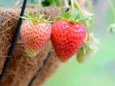 "Close up of patio strawberries, growing in a hanging coconut lined flower pot"