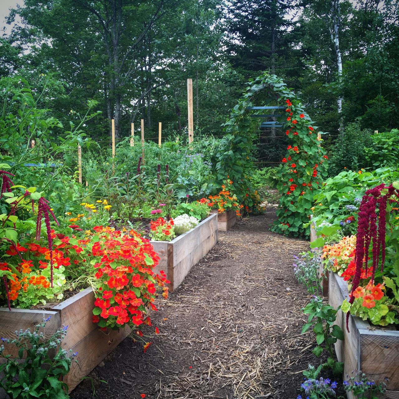 Vegetable Gardening Nova Scotia Fasci Garden