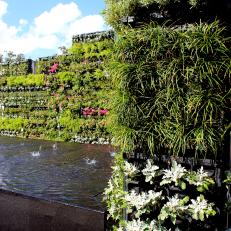 Living Wall With White Flowers