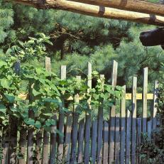 Reclaimed Wood Fence With Vine