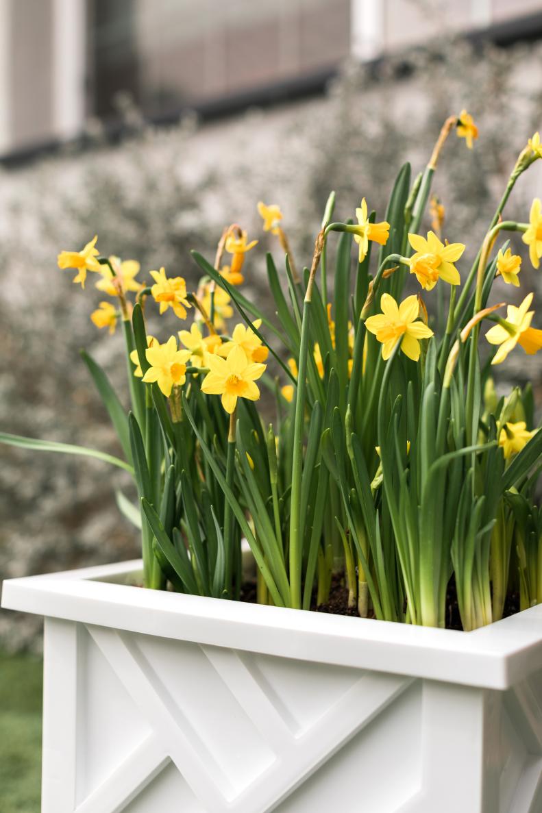 HGTV Spring House 2017: Lemon-Yellow Flowers in White Planter Box