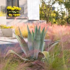 Ornamental Grasses and Agave Plant