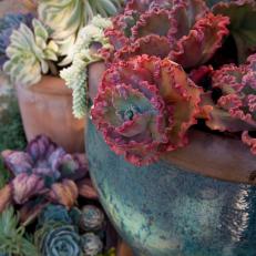 Pots With Succulents