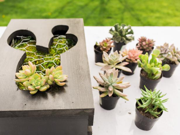 Step 10- Plant Succulents
To plant the tiny succulents, you may need to snip some of the wire here and there. Plant them tightly together, mixing up colors and textures. And before hanging be sure to moisten moss and plants with a spray bottle.