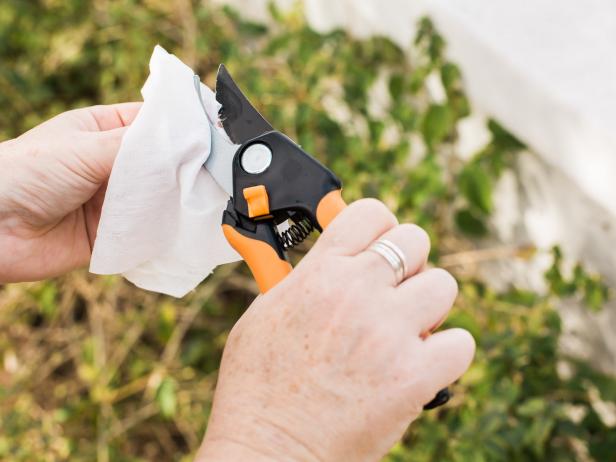 Step 7- Disinfect 
If you do have some plants with fungus or bacteria problems, you should consider also periodically disinfecting your garden tools. Keep disinfectant-bleach free-wipes handy to remove sap, bacteria or fungus from shears – so you don’t spread anything from plant to plant through the garden tools