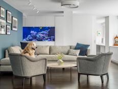 Blue Living Room With Dog