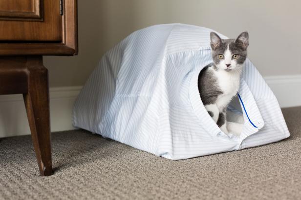 Cat In Tent