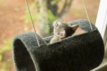 DIY Hanging Cat Bed HGTV