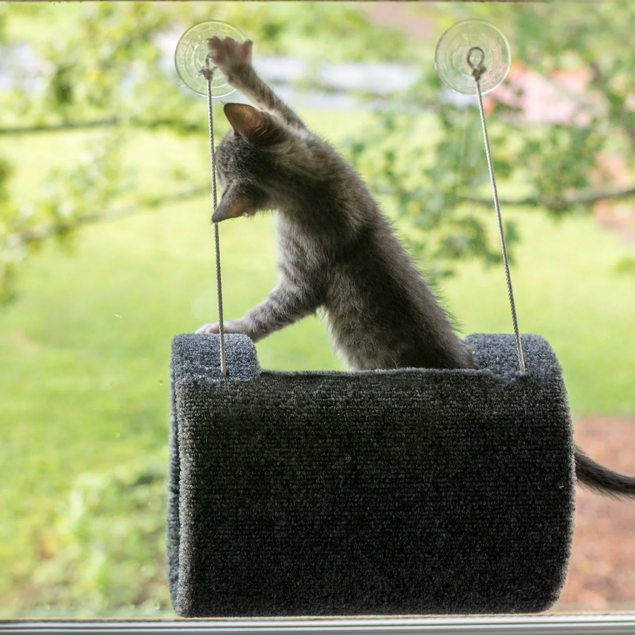 Diy cat window perch suction cups shop