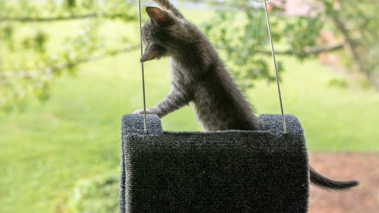DIY Window Cat Perch