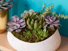 Succulents are a natural way to add texture and subtle color to a space. With their sculptural shape they’re both modern and on trend.
