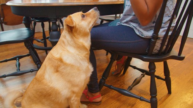 tan dog looking at owner