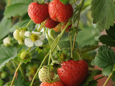 Companion Planting for Strawberries