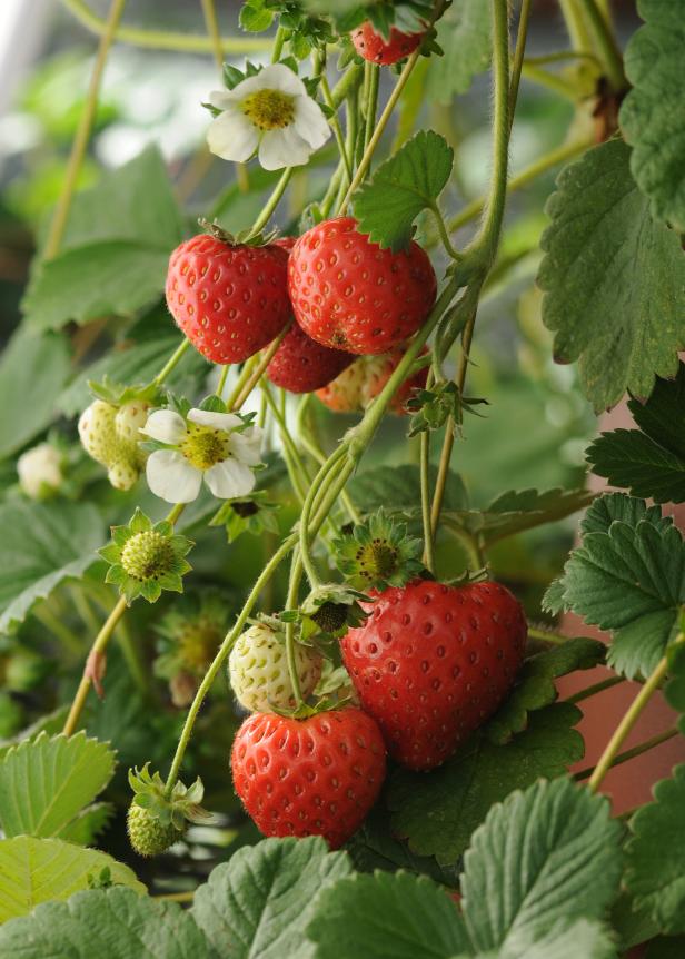 Strawberry Cupido