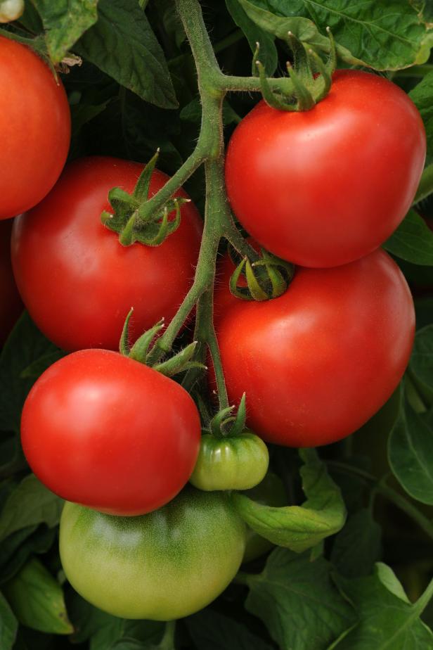 Vine ripe tomatoes