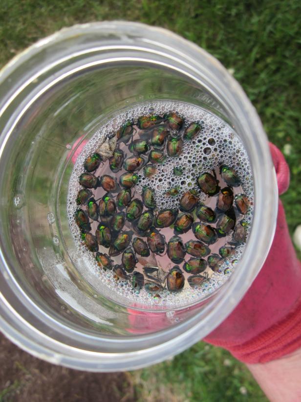Japanese Beetles In Sudsy Water