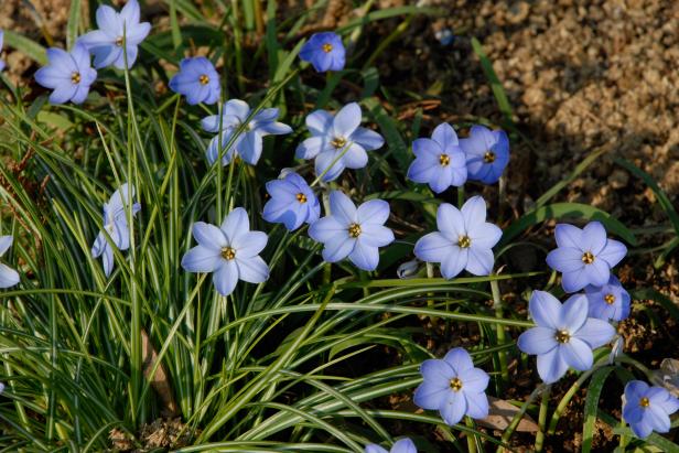 Blue Spring Starflower