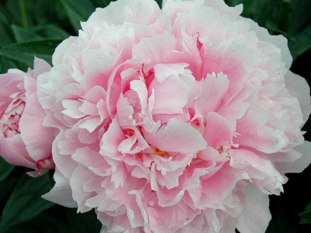 Paeonia Lactiflora Garden Peony