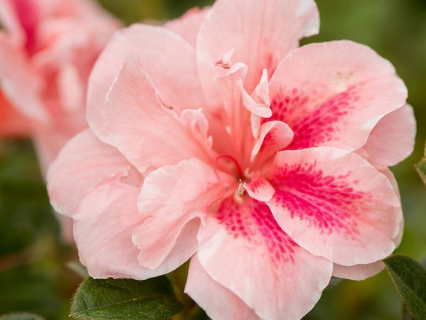 Reblooming Pink Azalea