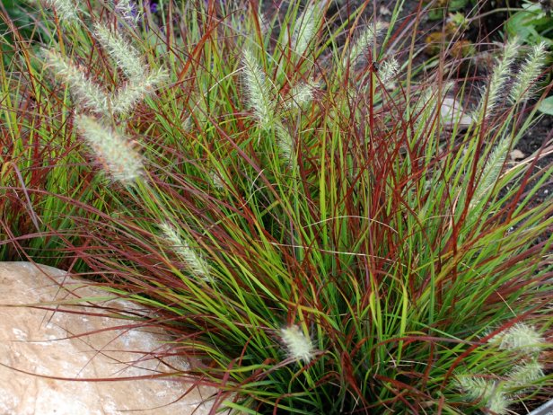 Pennisetum alopecuroides ‘Burgundy Bunny’