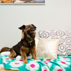 Playful Dog Suite at Luxury Boarding 