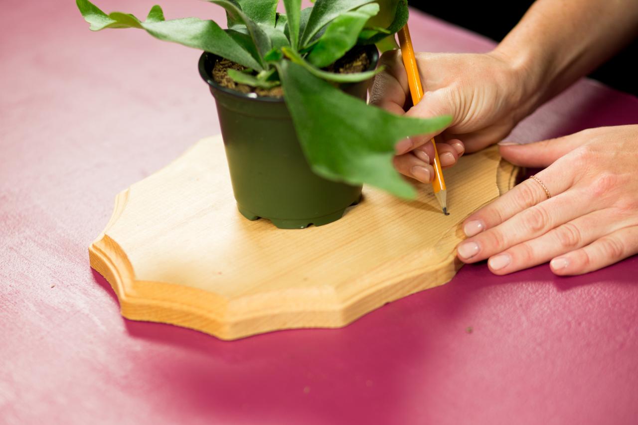 How to Properly Mount a RotResistant Staghorn Fern HGTV