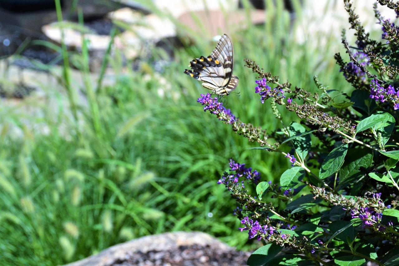 How To Design A Butterfly Garden With Beautiful Blooms Hgtv