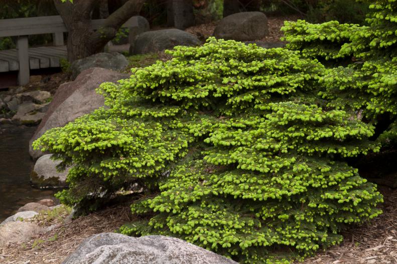 Dwarf Evergreen Spruce