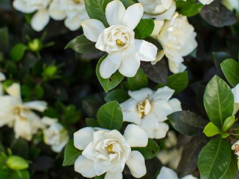 How to Grow and Care for Gardenia Plants