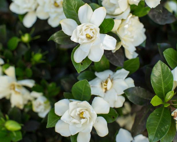 Where do gardenias grow best