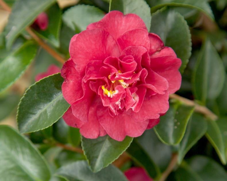 Camellia sasanqua 