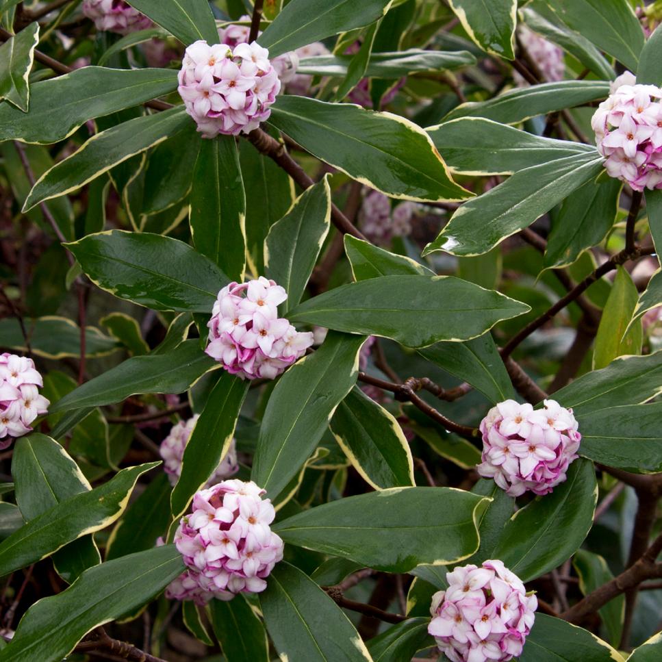 Flowering Shrubs and Bushes for YearRound Color HGTV