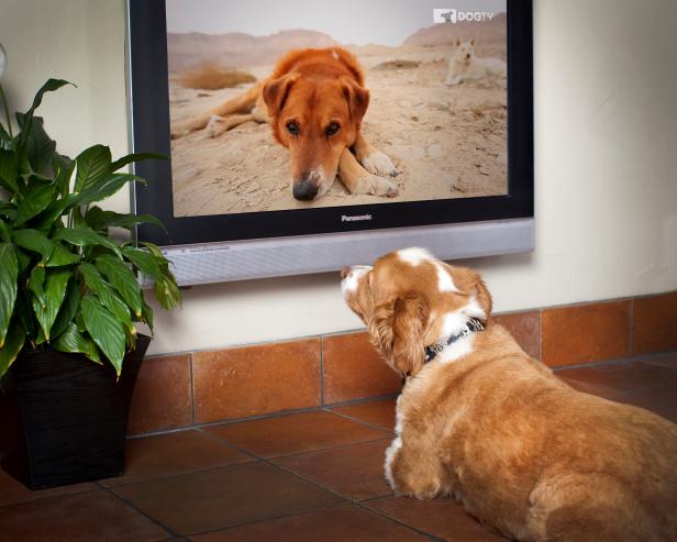 Now your pup has something to binge watch when you're away. Dog TV has dog-friendly programming and streams on several devices. 