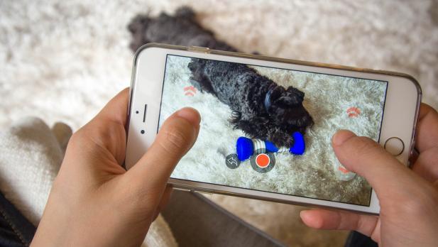 Phone Screen Showing Dog Playing With Bone Toy