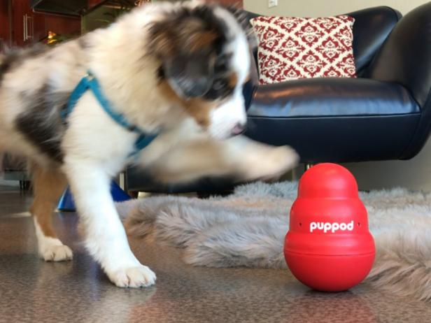 Close Up of Puppy Pawing Puppod Toy