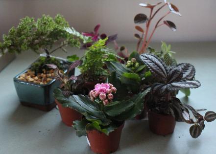 Fittonia and Friends