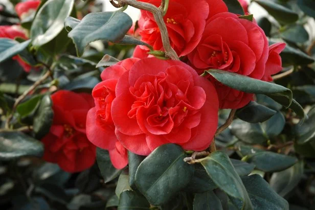 'Curly Lady' Camellia japonica