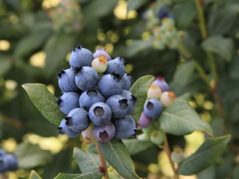 How Far Apart to Plant Blueberries Plants