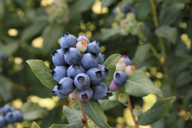 Perpetua Blueberries
