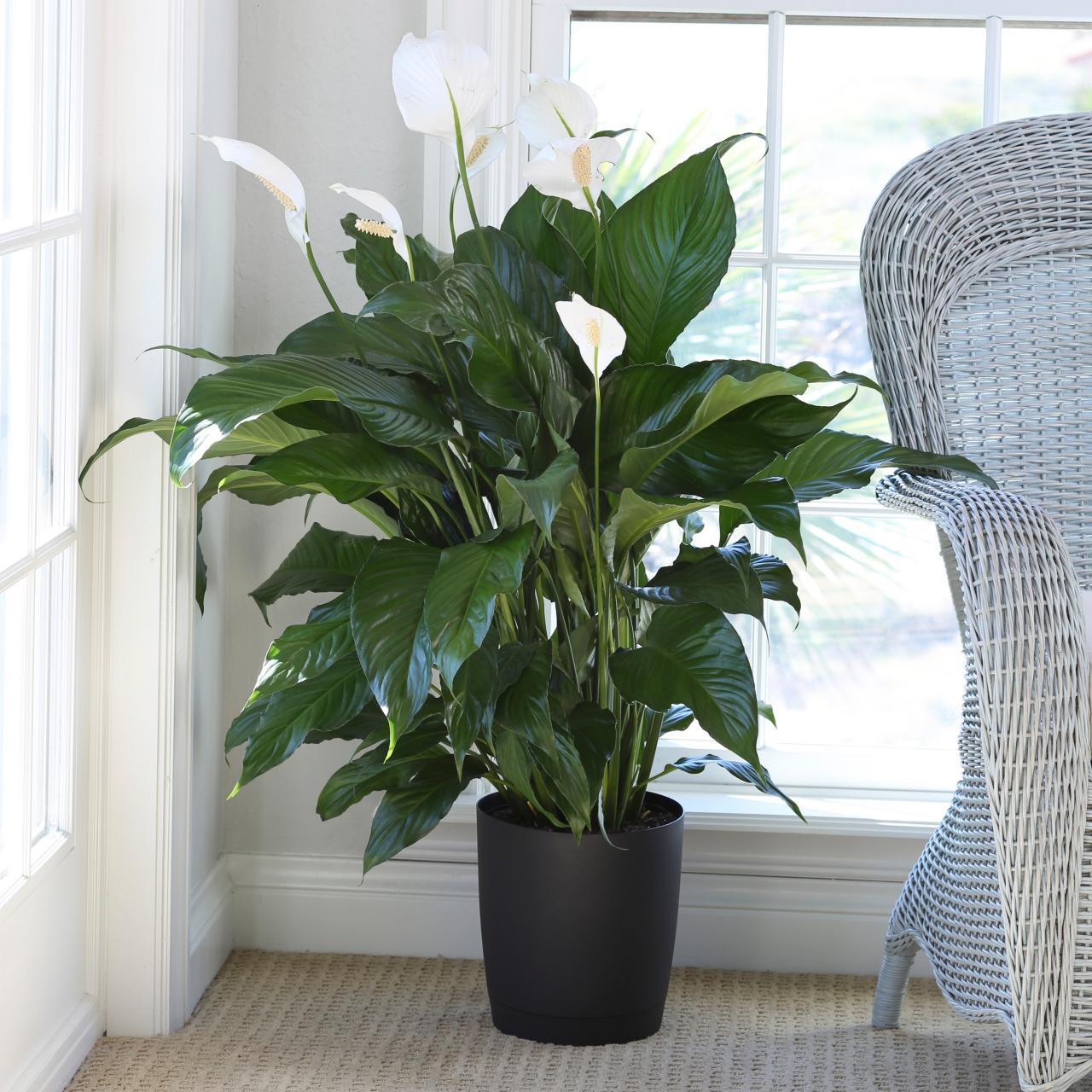 Who loves a peace lily? 🙋🏻‍♀️ 140mm 200mm available 🌿 . . . . #peacelily  #indoorplants #cedar #cedarnursery #armidale #newengland…