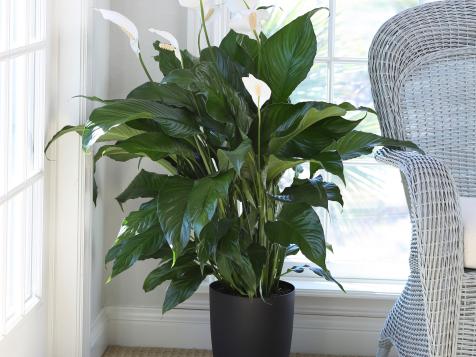 How to Grow and Care for Peace Lily Plants