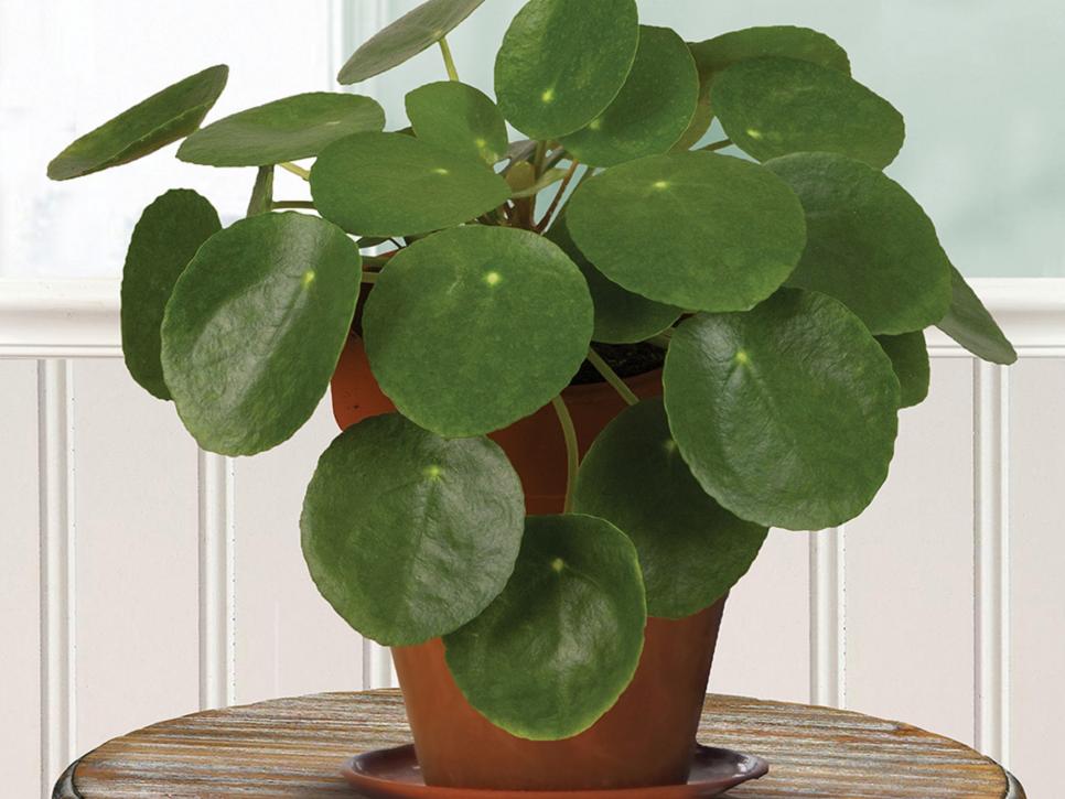 Low Maintenance Houseplants Hgtv