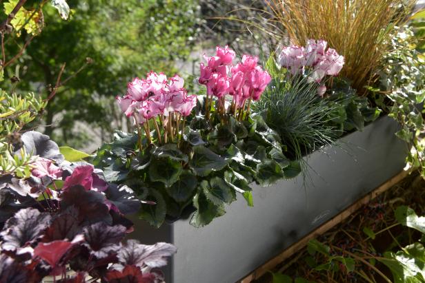 Cyclamen Is A Hardy Perennial For Colder Growing Zones Hgtv