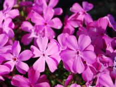 Learn how to select the perfect phlox ground cover for your garden, and how to grow both creeping phlox and moss phlox successfully.